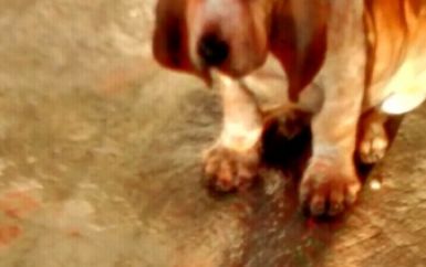 perros bloodhound 
